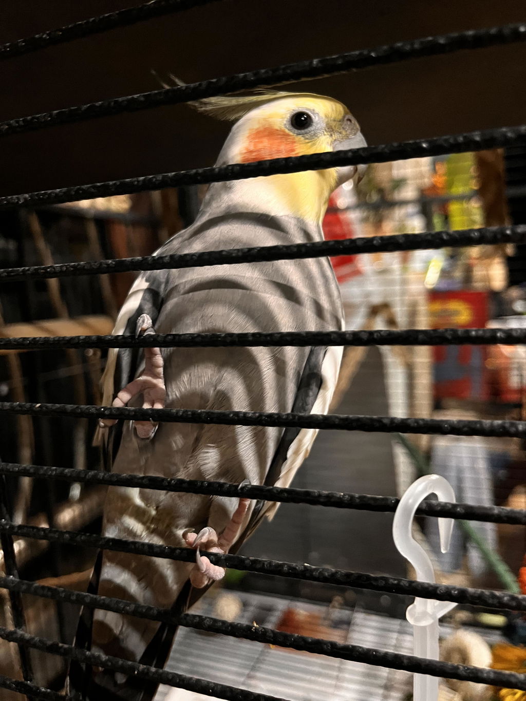 Beak Joy Peck n Play Forage Box