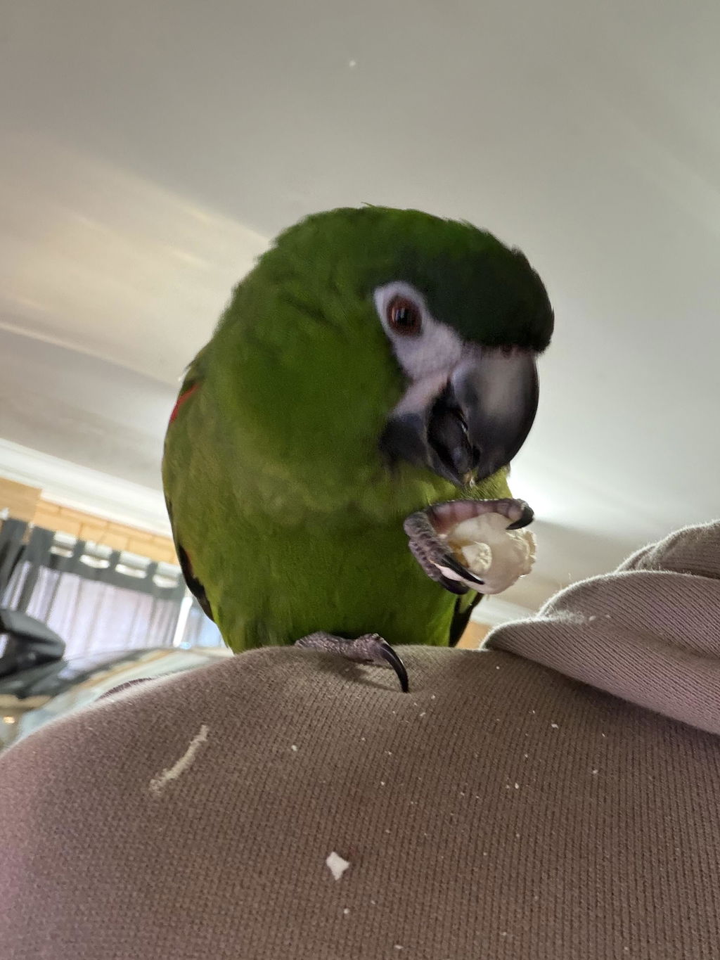 Raw for Birds Parrot Popcorn