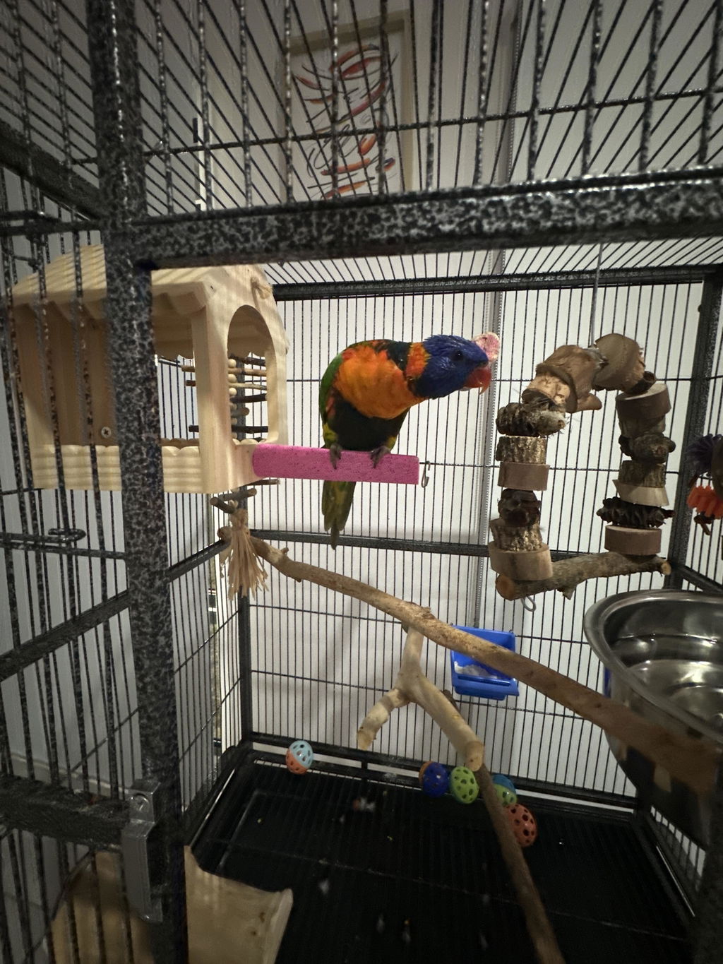 Birdnerd Aussie Natural Swing