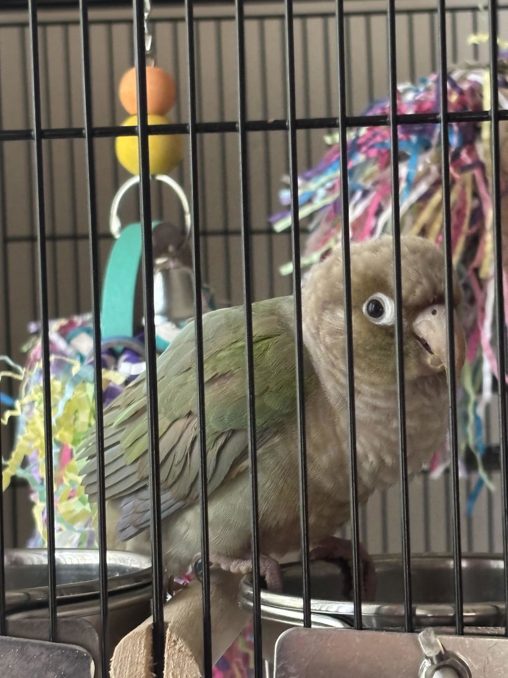 Small Parrot Ripper Subscription Box