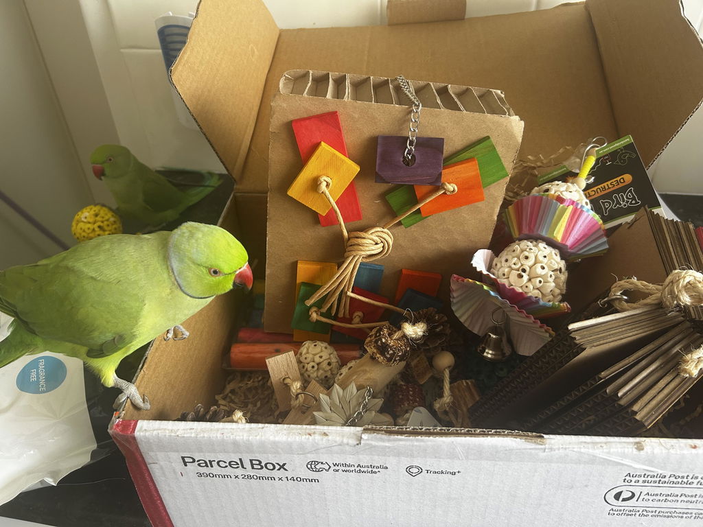 Medium Parrot Ripper Box