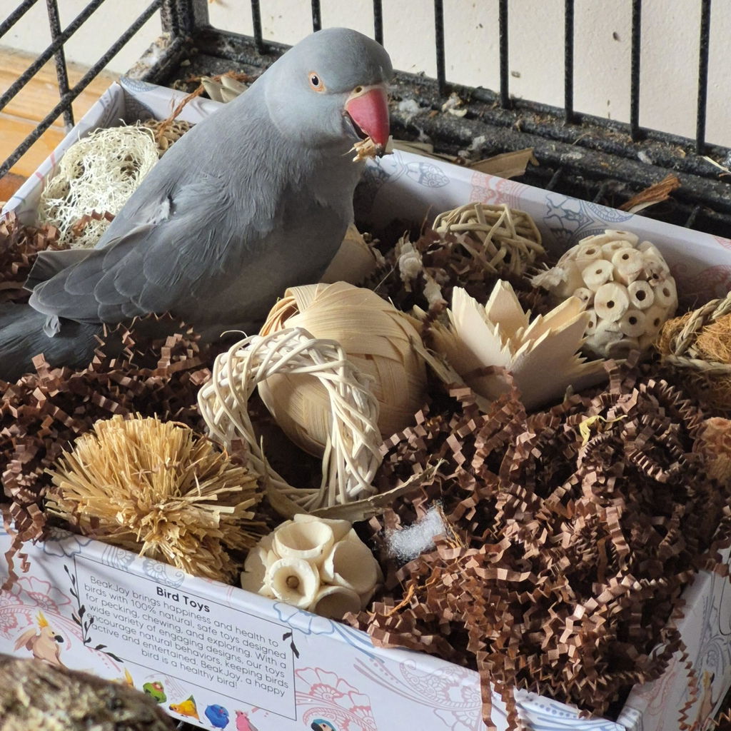 Beak Joy Peck n Play Forage Box
