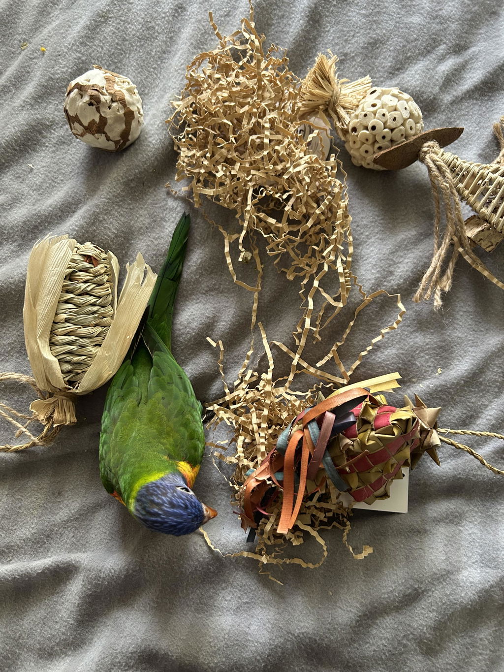 Small Parrot Ripper Box