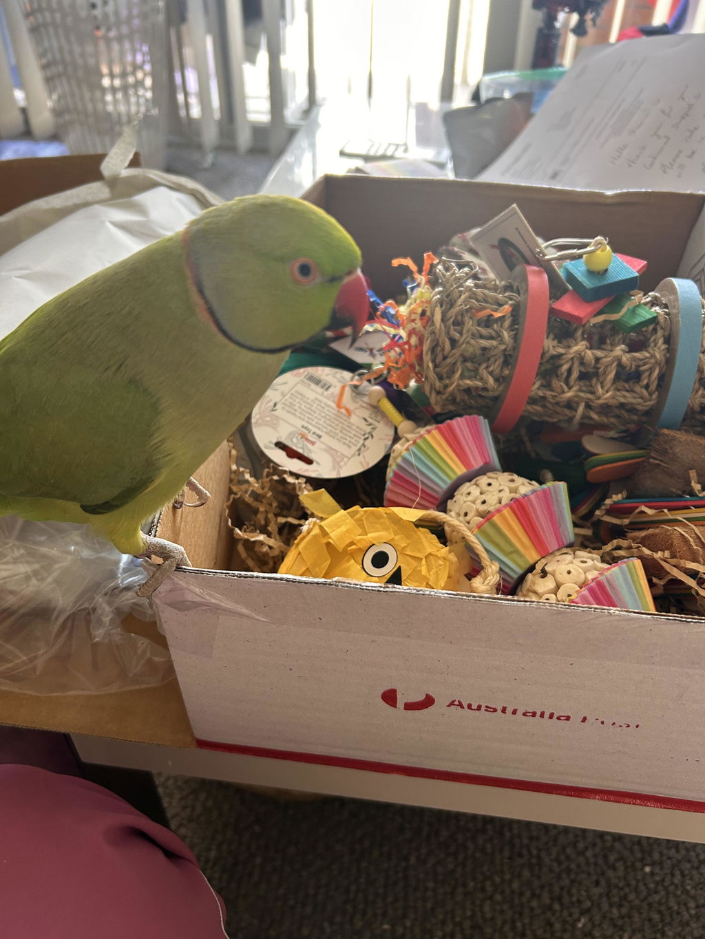 Medium Parrot Ripper Subscription Box