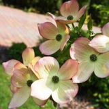 Jacqueline Viall review photo