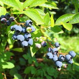 Marianne review photo