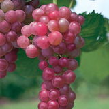 Geoffrey Bonham review photo