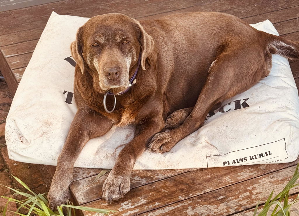 Case's dog with The Woolpack Dog Bed