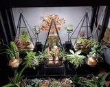 Tillandsia Ionantha Guatemala