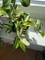 Tamara P. review photo