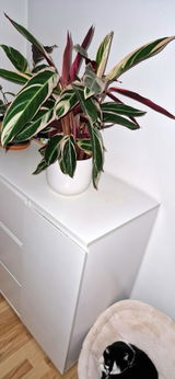 Ines Krebs review photo