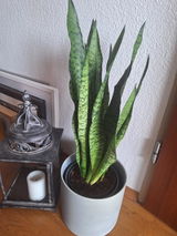 Heike R. review photo