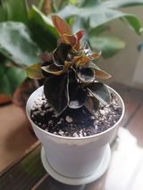 Mariana Fernandes review photo