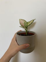 Artemis review photo