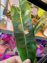 Lam review photo
