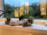 Boon review photo