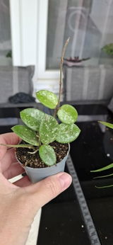 Erika review photo