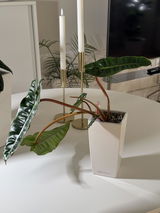 Shery review photo