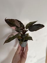 Ayfer review photo