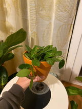 Evangelia review photo