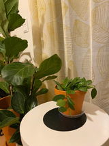 Evangelia review photo