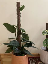 Evangelia review photo