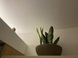 Evangelia review photo