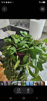 Lis koertz Andersen review photo