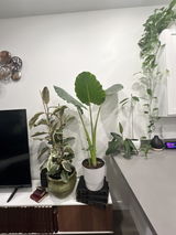 AudreySteinberg review photo