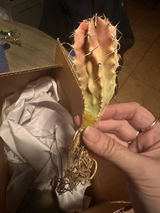 Etsy c. review photo