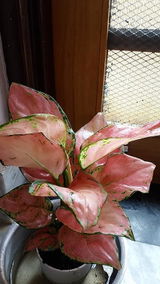 Vishakha review photo