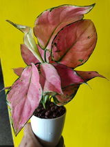 Riya review photo