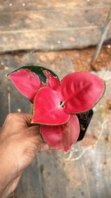 Akanksha review photo