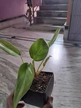 Mohak review photo