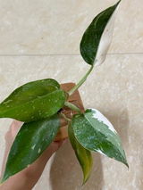 Preksha Jain review photo