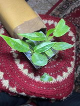 Vihana review photo