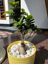 Puneet review photo