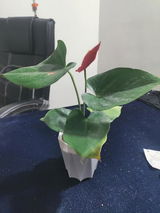 Krishav review photo
