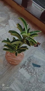 Aadhira review photo