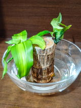 Sayanti Sikder review photo