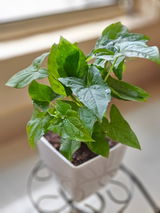 Sayanti Sikder review photo