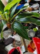 ASV Sharma review photo