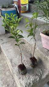 Meghraj Chandel review photo