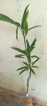 Anuradha S yogi review photo