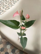 Vahini M I. review photo
