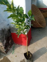 Abhinav review photo