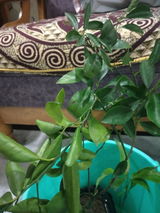 Ruby Naag review photo