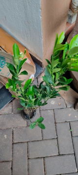 D. Varaprasad review photo