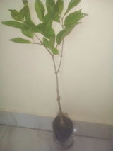 Pratap Seth review photo