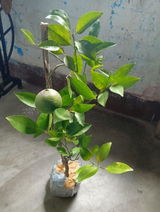 Rohan Sirohi review photo